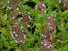 Thymus pulegioides Grote tijm bestellen